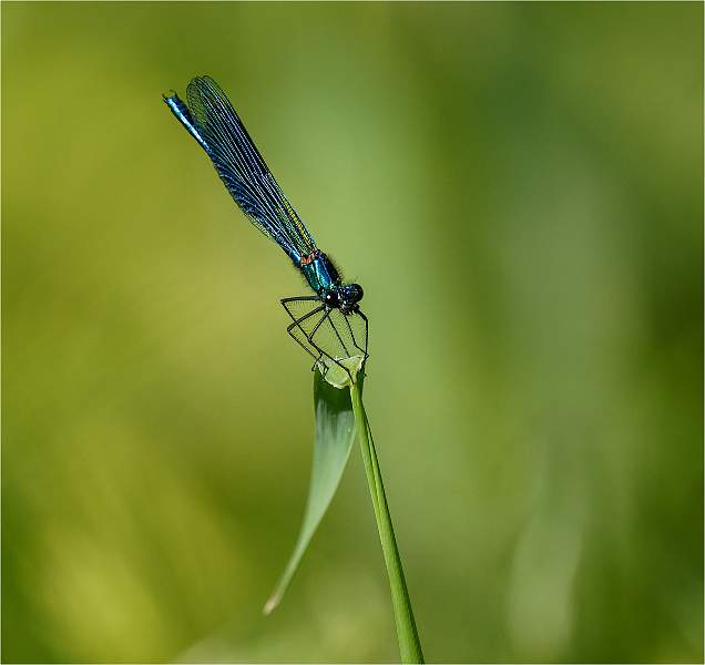 Banded demoiselle 3_Russell Hynard.jpg - Set.i03