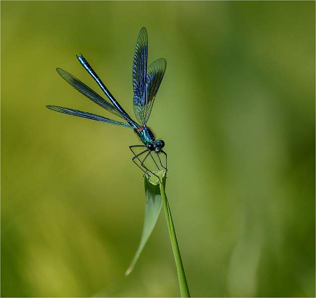 Banded demoiselle 4_Russell Hynard.jpg - Set.i04