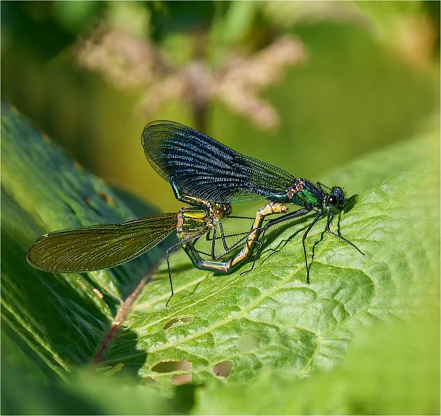 Banded demoiselle 5_Russell Hynard.jpg - Set.i05