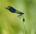 Banded demoiselle 1_Russell Hynard