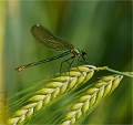 Banded demoiselle 2_Russell Hynard