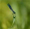 Banded demoiselle 3_Russell Hynard