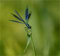 Banded demoiselle 4_Russell Hynard