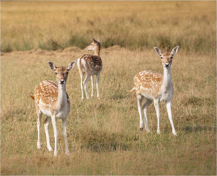 2 There's Always One!_Lindsey Saunders.jpg