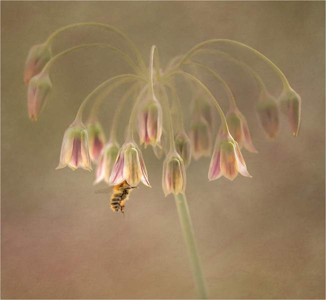 7 Sicilian Honey Garlic_Lindsey Saunders.jpg - Open