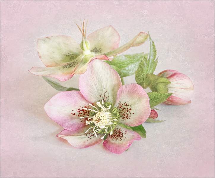 3 Hellebores from My Garden_Wendy Mann.jpg - Steeds Cup