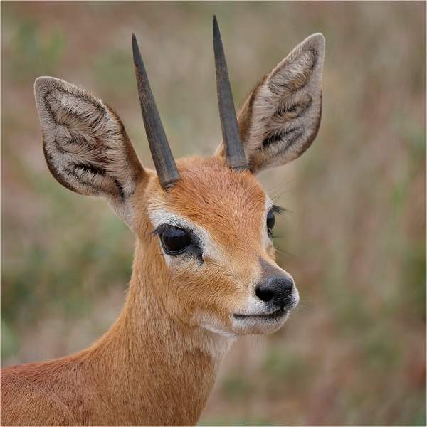 8 Doe Eyed Steenbok_Wendy Mann.jpg - Steeds Cup