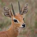 8 Doe Eyed Steenbok_Wendy Mann