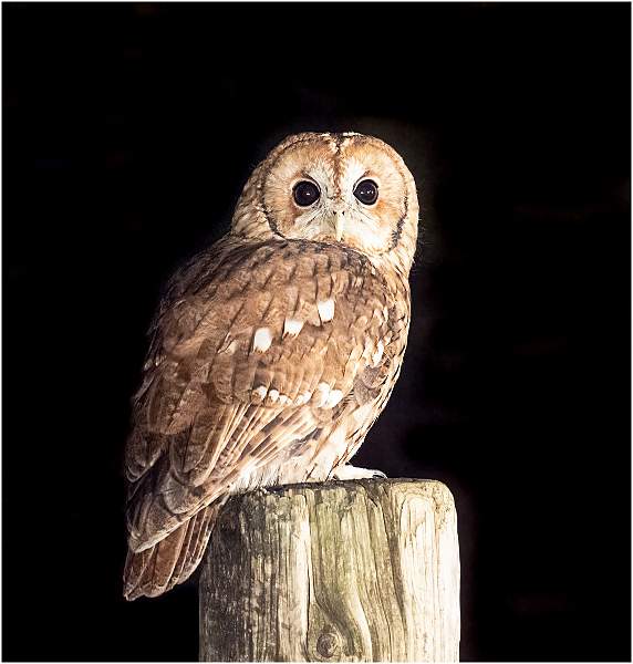 1 Tawny Owl_Julie Browne.jpg