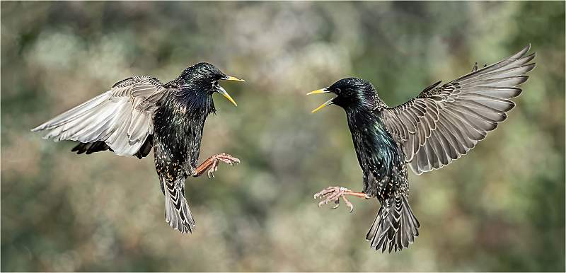 4 Squabbling Starlings_Julie Browne.jpg - Steeds Cup