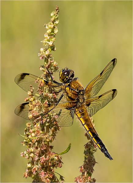 6 Four Spotted Chaser_Julie Browne.jpg - Steeds Cup
