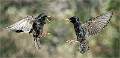 4 Squabbling Starlings_Julie Browne