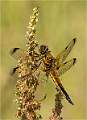 6 Four Spotted Chaser_Julie Browne