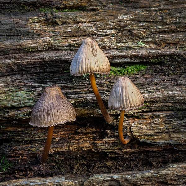 3 Milking Bonnet_David Robinson.jpg