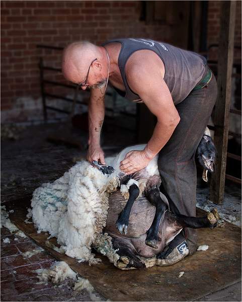Nash Salver (Life) - Norfolk Horn Shearing - Kim Dewing.jpg