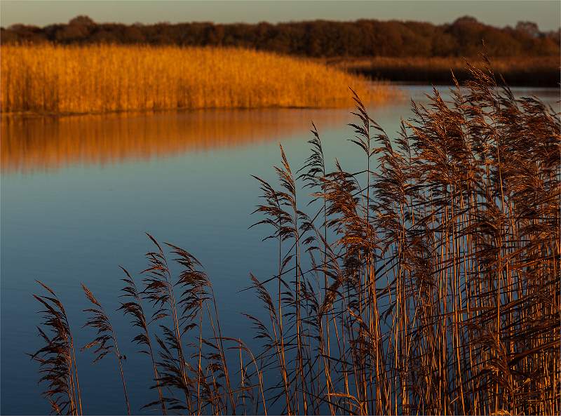 Pat Cobner Cup (Landscape) - Snape In December - Sarah Potter.jpg