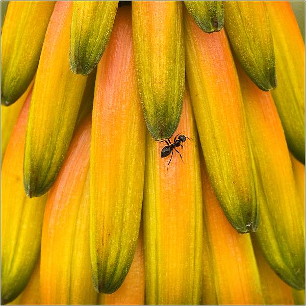 Ant On Bananas_Barry Freeman ARPS DPAGB.jpg - SONY DSC