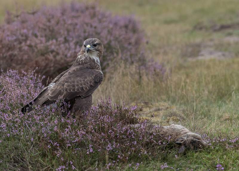 Buzzard Approaching Carrion_Martin Hancock ARPS.jpg - Buzzard Approaching Carrion