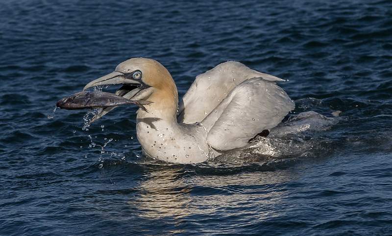 Gannets_Martin Hancock ARPS.jpg
