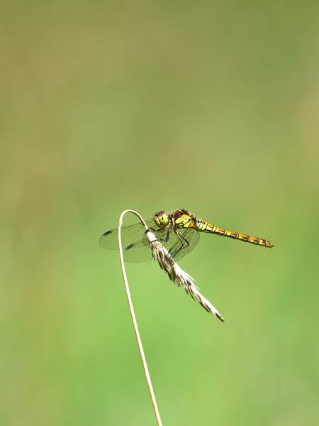 Single Stem Grass And Dragonfly_Jim Farrow .jpg - B