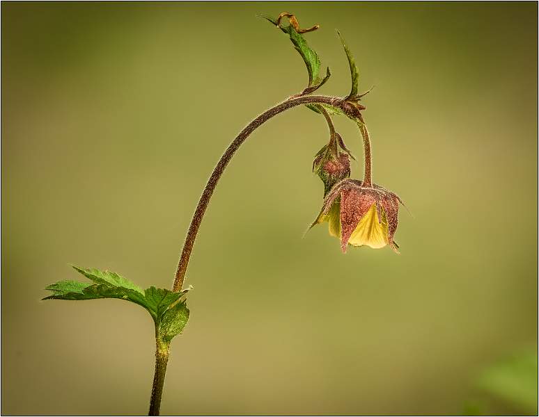 Water Avens_Matt Clarke.jpg - SWT Bradfield Woods
