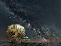 Aldeburgh Scallop Milkyway _Stephen Harper 