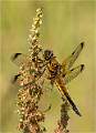 Four Spotted Chaser_Julie Browne 
