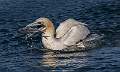 Gannets_Martin Hancock ARPS