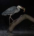 Heron Night Fishing_Martin Hancock ARPS