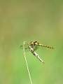 Single Stem Grass And Dragonfly_Jim Farrow 