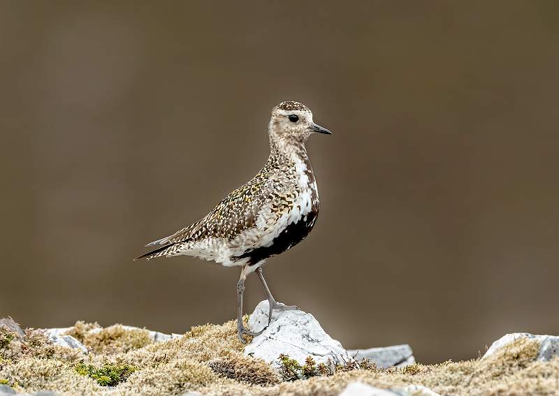 Adult Golden Plover_Stephen Harper.jpg - Adult Golden Plover