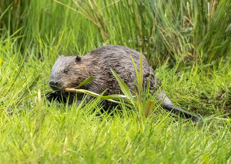 Beaver Feeding_Stephen Harper.jpg