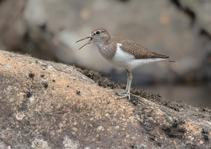 Common Sandpiper_Stephen Harper.jpg - Common Sandpiper