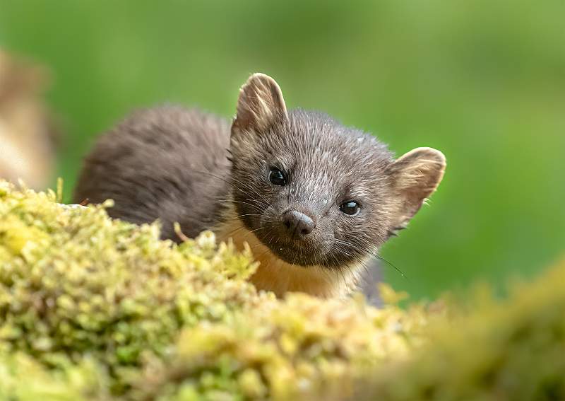 Exquisite Pine Marten_Stephen Harper.jpg - Exquisite Pine Marten