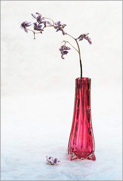 Faded Orchid Flowers in Red Vase.jpg - Phalaenopsis