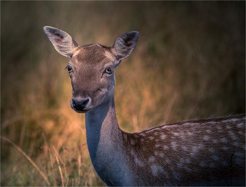 Fallow deer protrait_Russell Hynard.jpg - open.i02