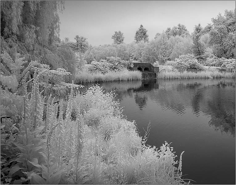 Foxgloves at Marks Hall Lake.jpg - SONY DSC