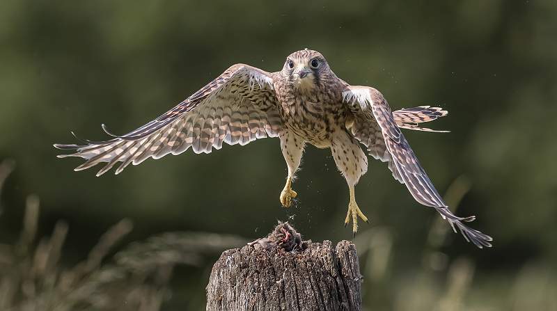 Kestrel Approaching.jpg