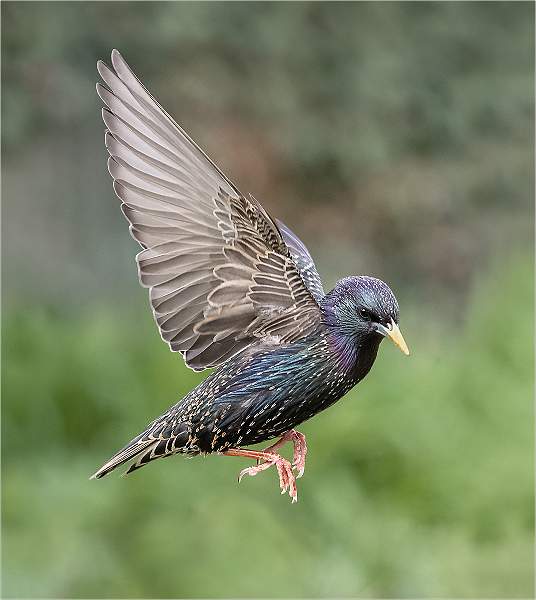 Starling in Flight.jpg - Open Colour