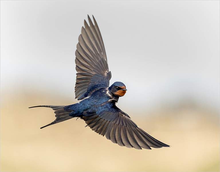 Swallow.jpg - Open Colour