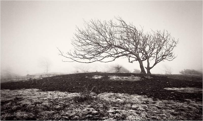 Tree in Mist on Arnside Moor.jpg