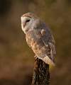 Barn Owl at Sunset