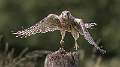 Kestrel Approaching