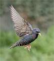 Starling in Flight