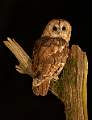 Tawny Owl_Matt Clarke