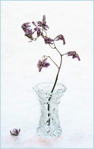 Barry Freeman_02.jpg - Clover Cup 2021-  pos 2