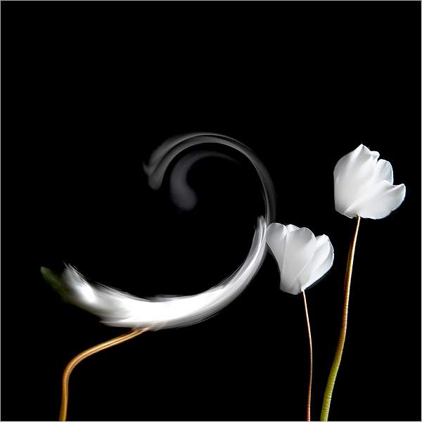 IMAGE 3 DSC_0263 copy.jpg