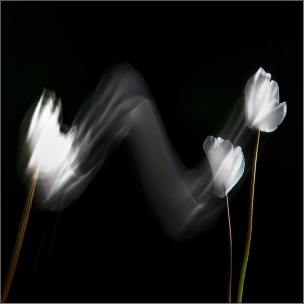 IMAGE 5 DSC_0266.jpg