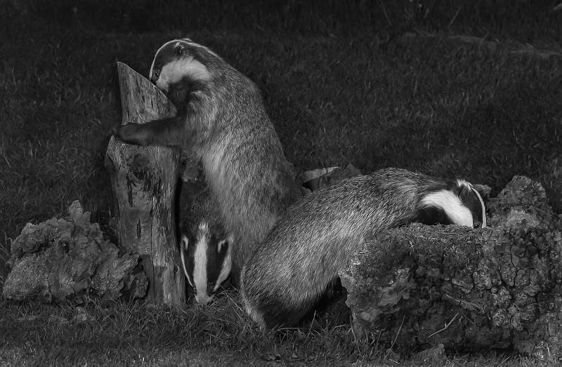 Badger Study 2.jpg - Family Foraging