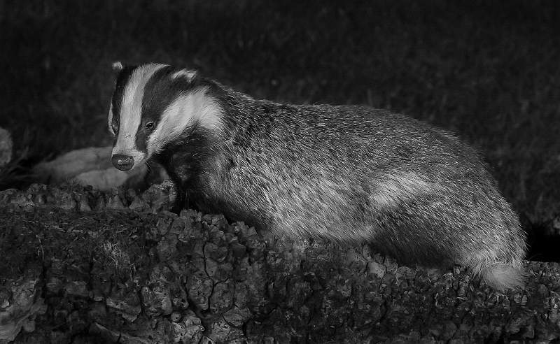 Badger Study 3.jpg - Night Time Badger Portrait